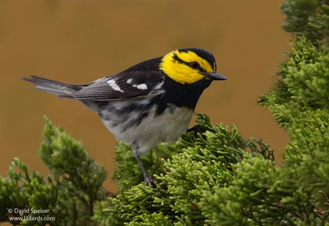 Golden-cheeked Warbler