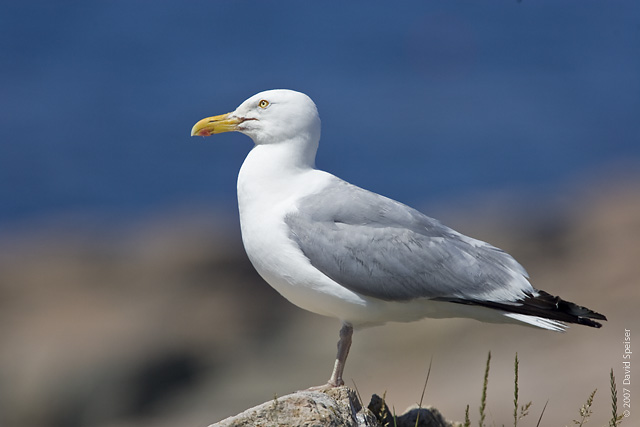 Herring Gull