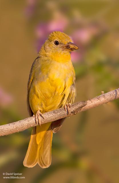 Hepatic Tanager (female)