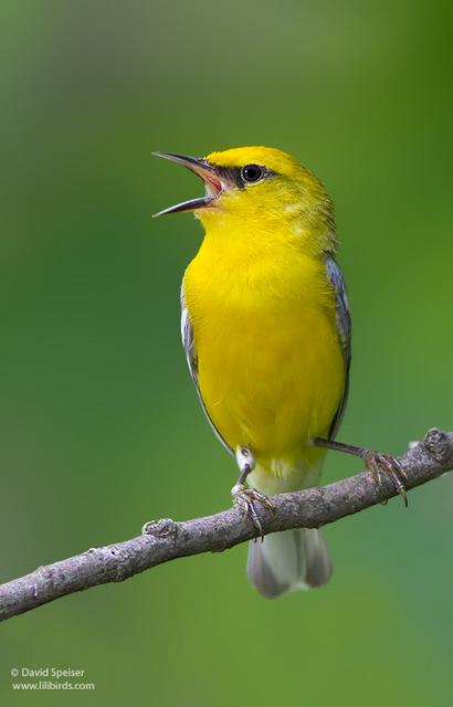 Blue-winged Warbler