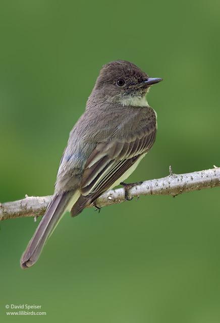 Willow Flycatcher