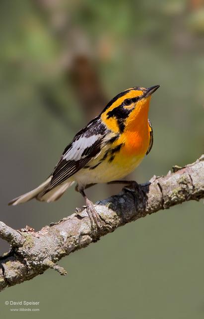 Blackburnian Warbler