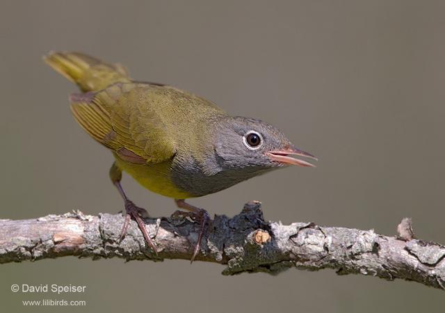 Connecticut Warbler