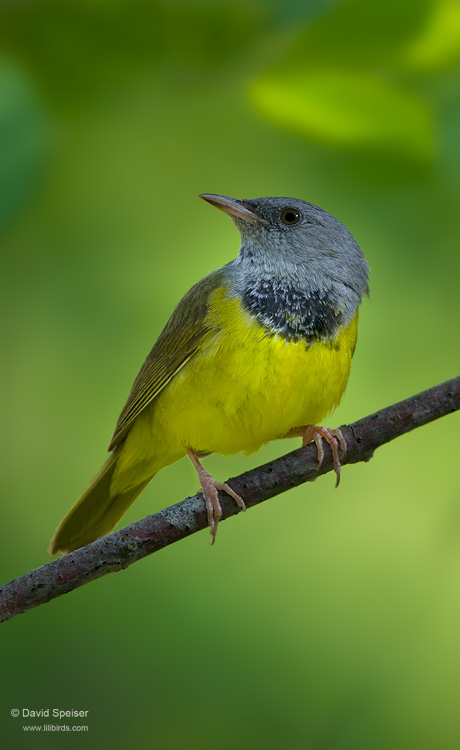 Mourning Warbler