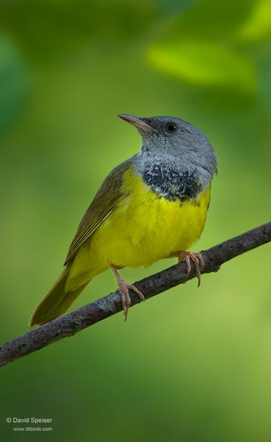 Mourning Warbler