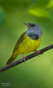 Mourning Warbler