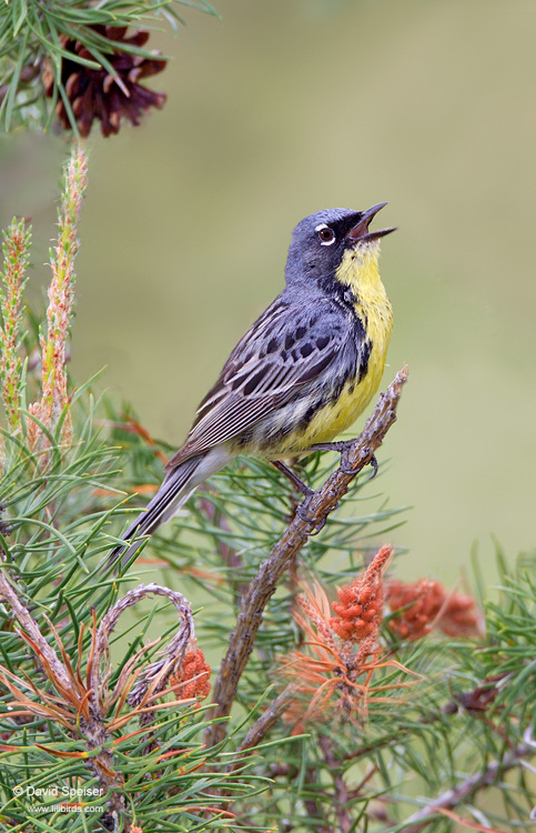 Kirtland's Warbler