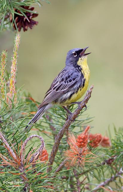 Kirtland's Warbler