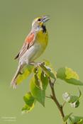 Dickcissel