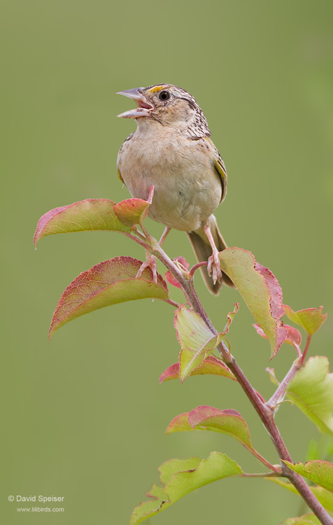 Grasshopper Sparrow