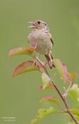 Grasshopper Sparrow