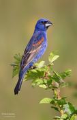 Blue Grosbeak