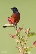 Orchard Oriole