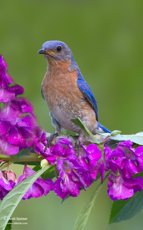 Eastern Bluebird