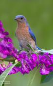 Eastern Bluebird