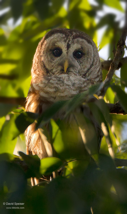 Barred Owl