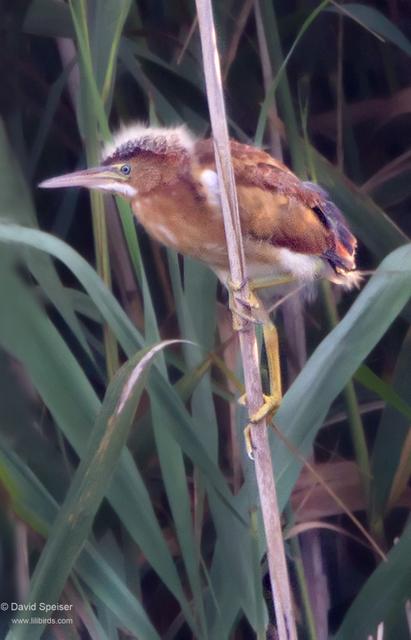 Lewast Bittern