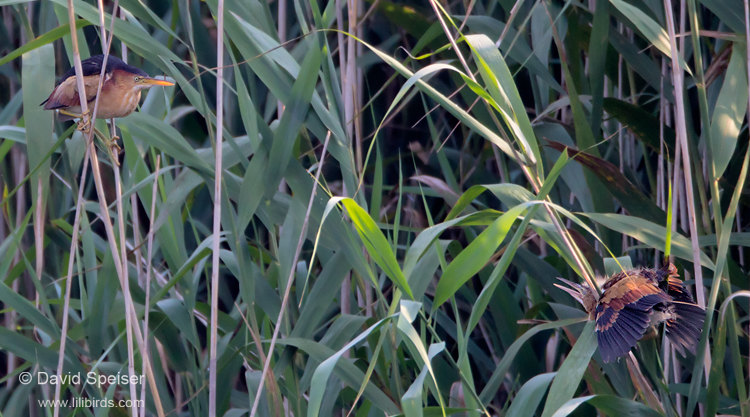 Least Bittern (Adult & Juvenile)