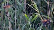 Least Bittern (Adult & Juvenile)