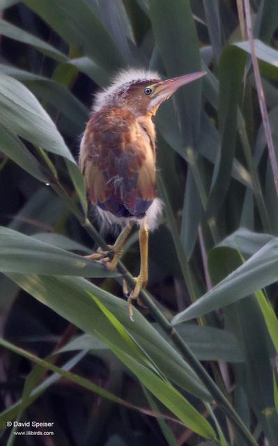 Least Bittern