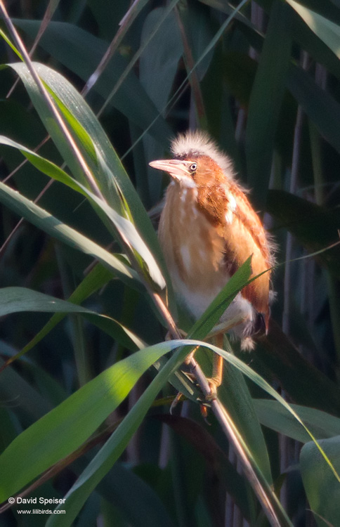 Least Bittern (Fledgling)