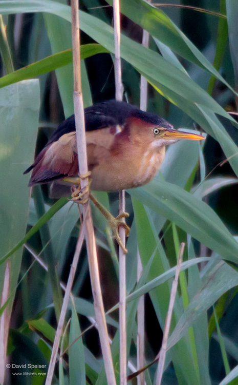 Least Bittern