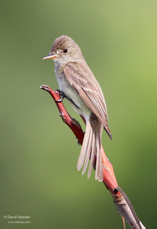 Willow Flycatcher