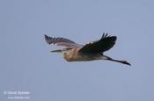 Great blue-Heron