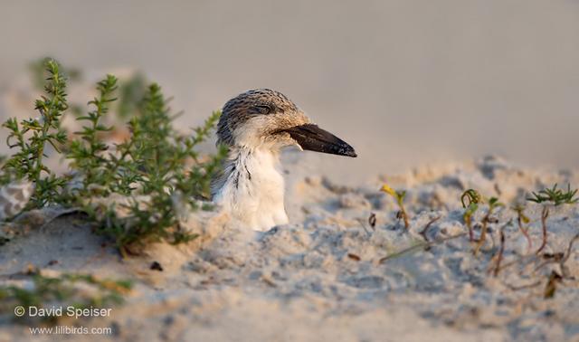 Black Skimmer (chick)