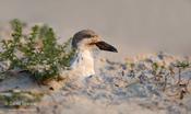 Black Skimmer (chick)