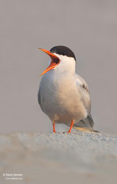 Common Tern