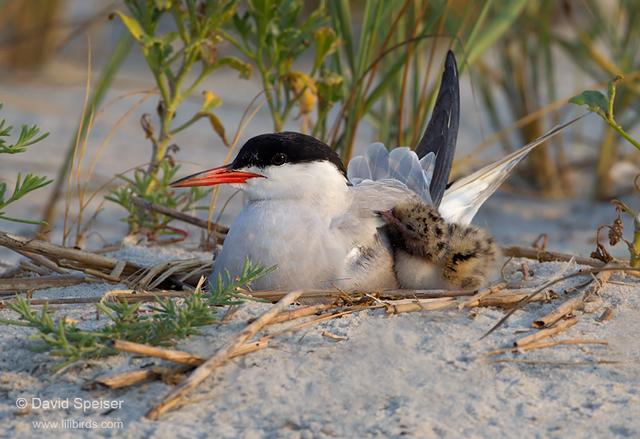 Common Tern and Chick