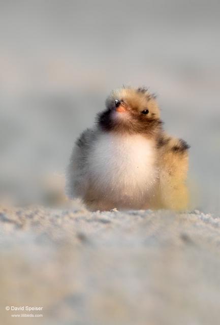 Common Tern (chick)