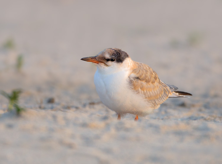 Common Tern (juvenile)