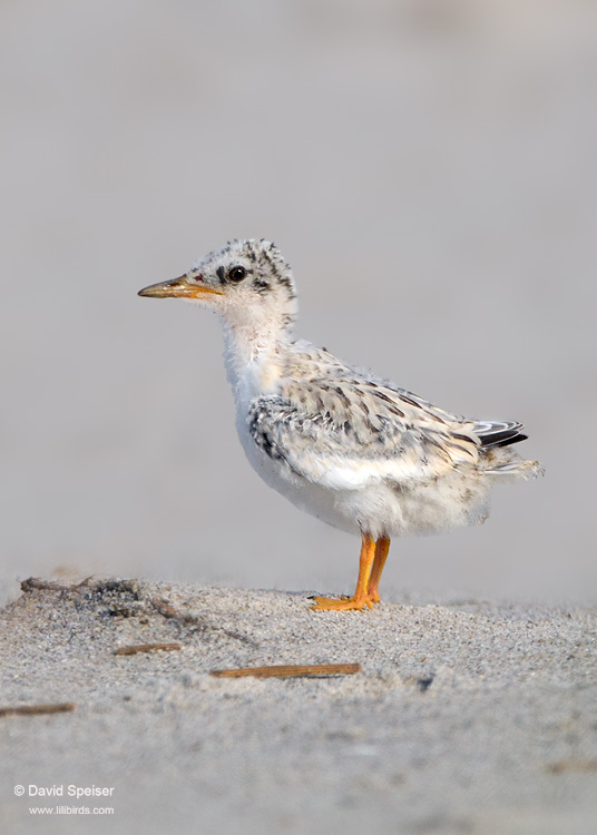 Least Tern (chick)