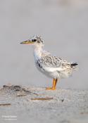 Least Tern (chick)