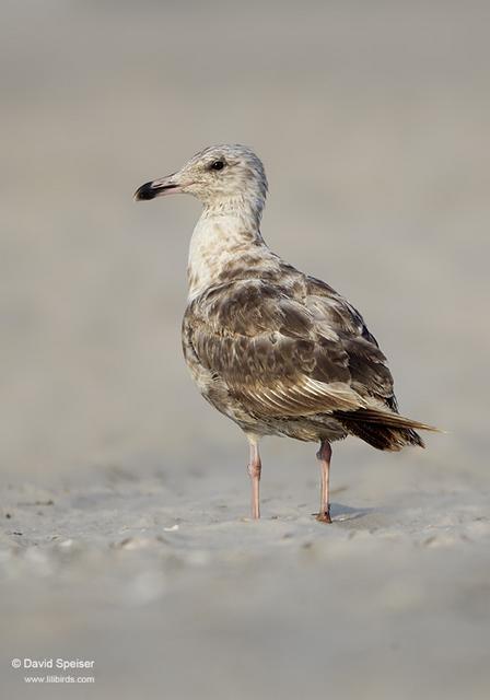 Lesser Black-backed Gull