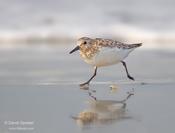 Sanderling