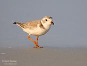 piping plover 1