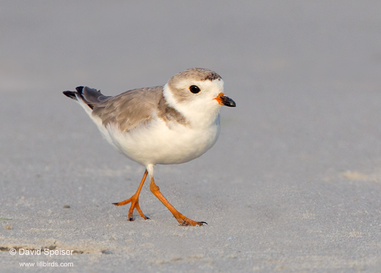 piping plover 2