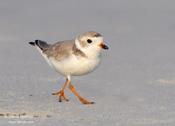 piping plover 2