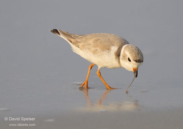 piping plover 3