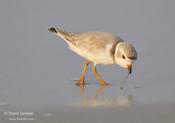 piping plover 3
