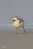 piping plover 4