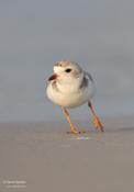 Piping Plover (juvenile)