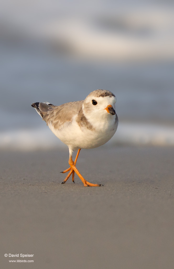 Piping Plover (juvenile)