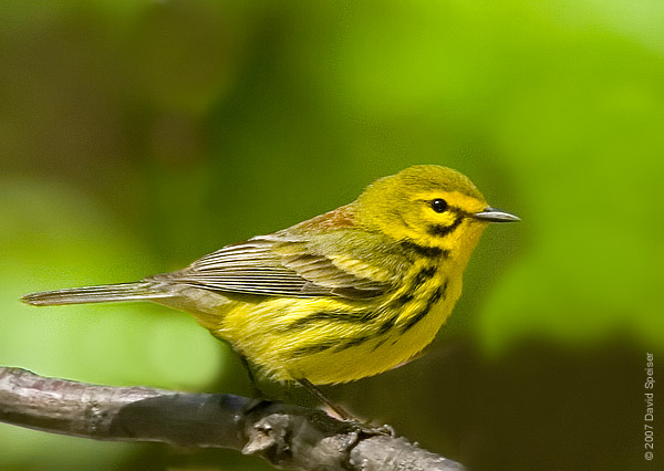 Prairie Warbler