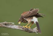 Harris's Hawk