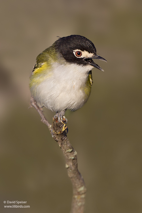 black-capped vireo 4