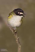 Black-capped Vireo